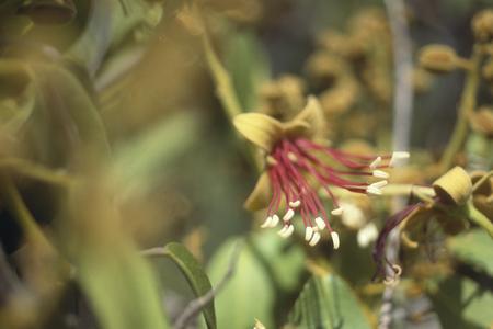Flower of Capparis pulcherrima