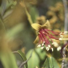 Flower of Capparis pulcherrima