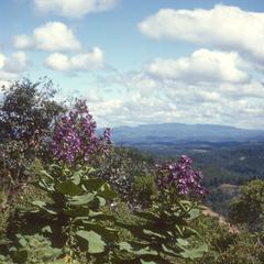 Wigandia caracasana, south of Huehuetenango