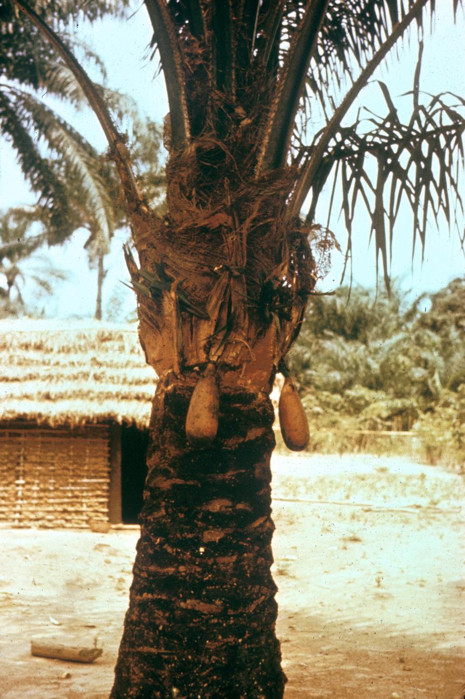 Palm Wine Dripping into Gourds at Kwilu