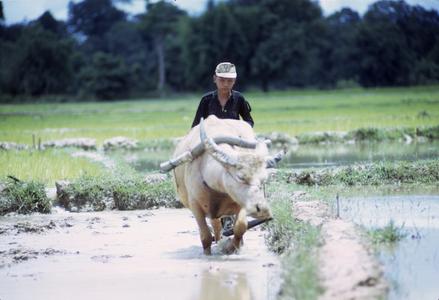Plowing a rice paddy