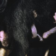 Macaca nigra