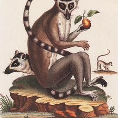 Ring-Tailed Lemurs Print
