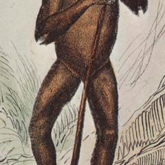 Standing Orangutan Print