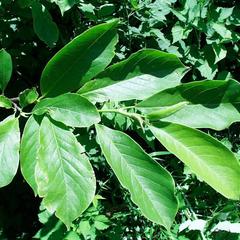 Leafy branch of Magnolia X Saoulangiana l
