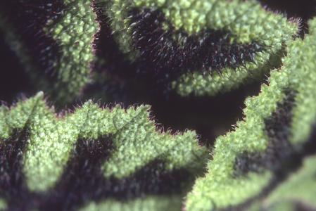 Leaf surface of Begonia rex