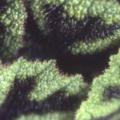 Leaf surface of Begonia rex
