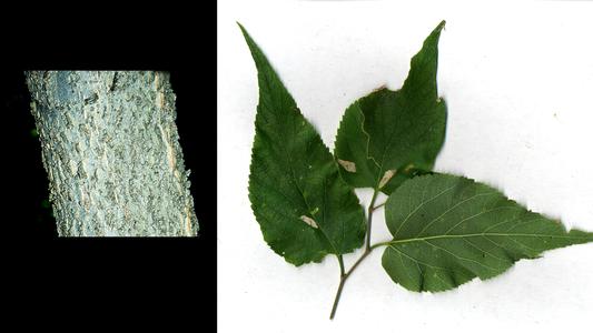 Composite of leaves and bark of Celtis