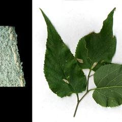 Composite of leaves and bark of Celtis