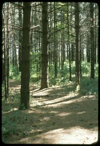 Large red pines, Leopold Pines, University of Wisconsin Arboretum