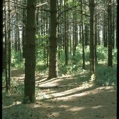 Large red pines, Leopold Pines, University of Wisconsin Arboretum