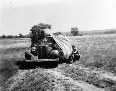 Carl Leopold with hay for bedding on top of car
