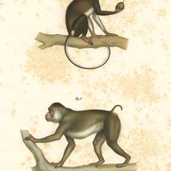 Mona Monkey and Macaque Print