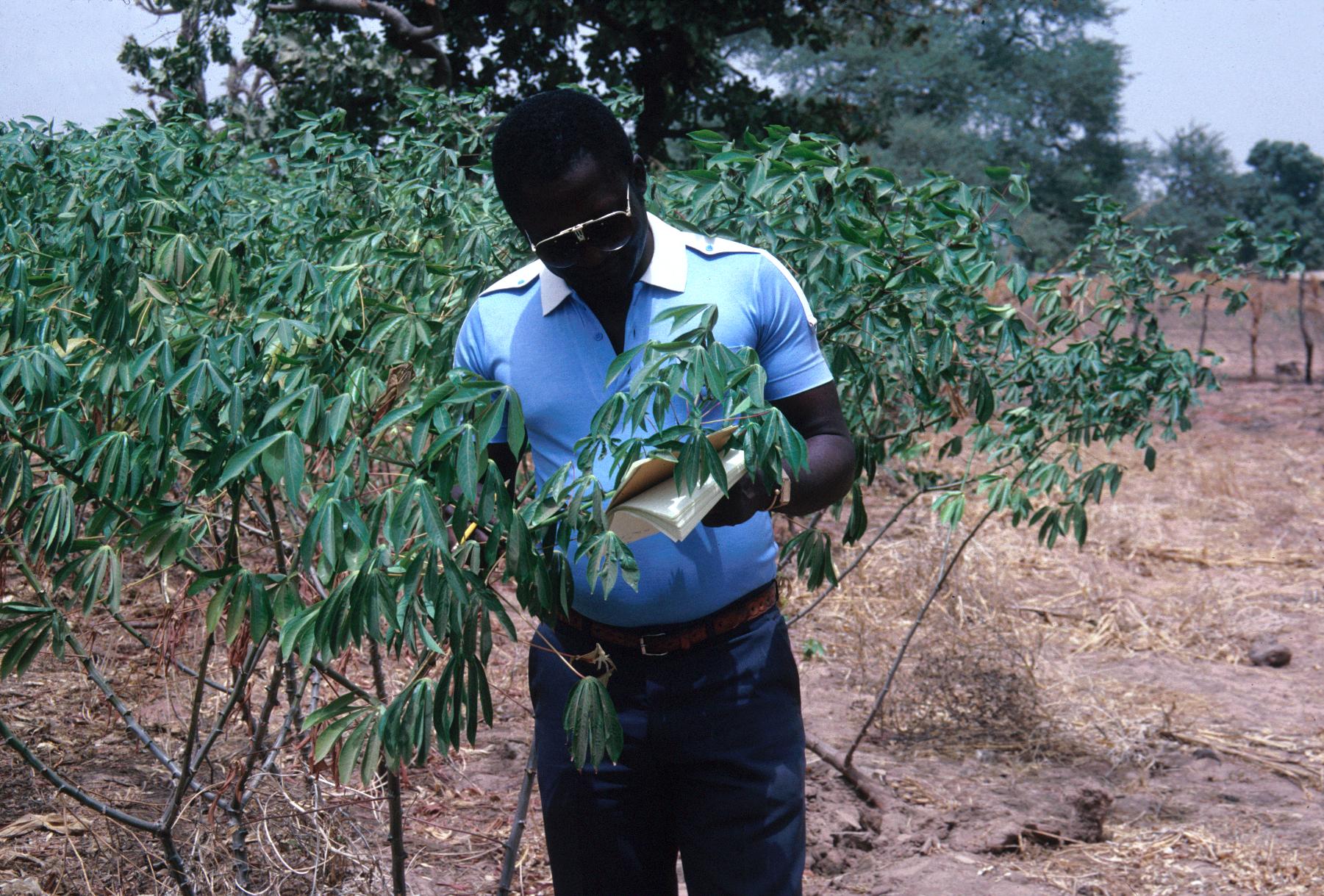 Evaluating Experimental Cassava Clones