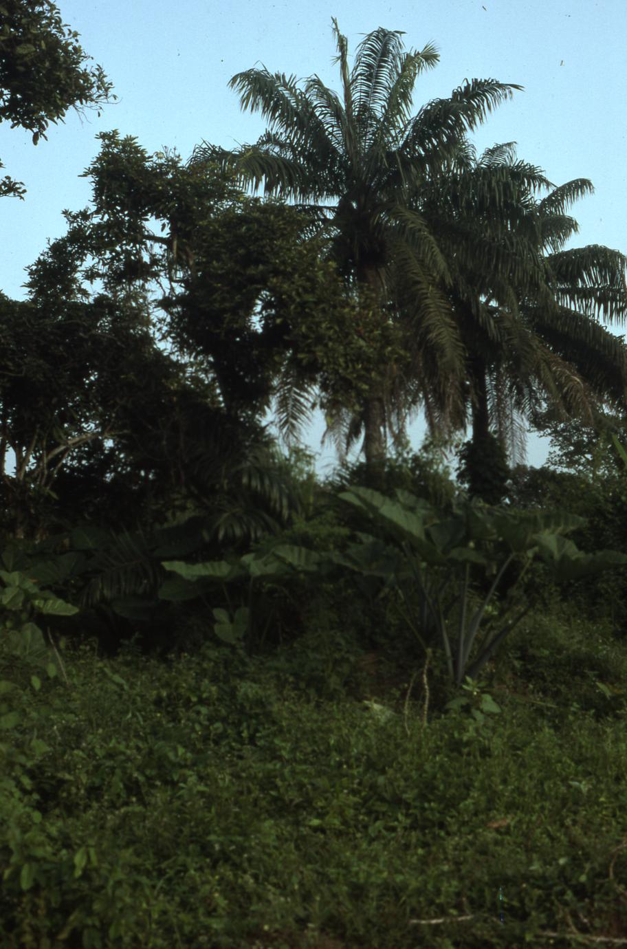 Palm trees in Oshogbo