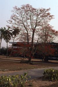 Tree on campus in Ife