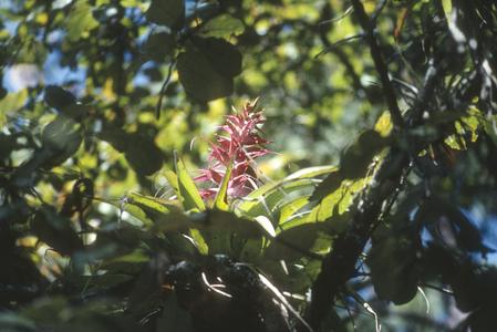 Tillandsia epiphyte, Sierra de Manantlán