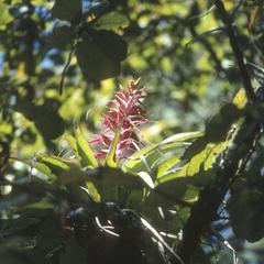 Tillandsia epiphyte, Sierra de Manantlán