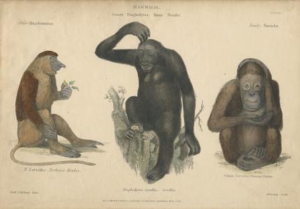 Proboscis Monkey, Gorilla, and Orangutan Print