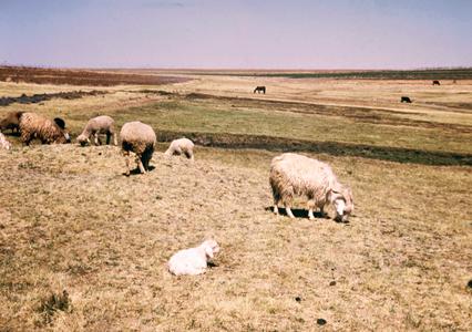 Angora Goats, the Major Source of Wool for Export, Grazing with Sheep