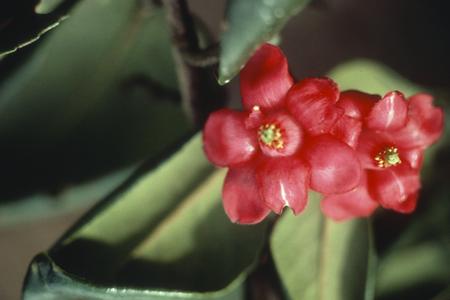 Red Theaceae, west-northwest of Cerro Las Capillas