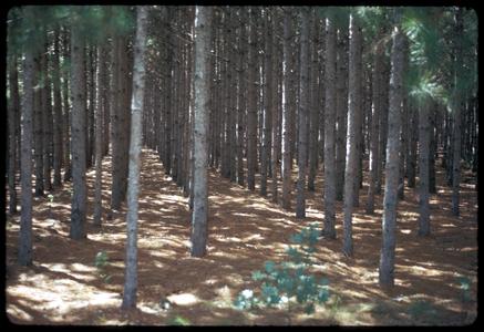 Pine plantation, note that the pines are planted in rows