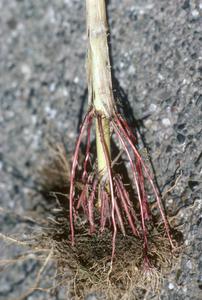 Roots of Zea mays parviglumis teosinte