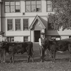 Four cows with handlers