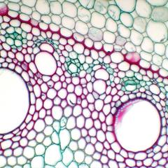 Endodermis with pericyle and alternating strands of xylem and phloem in Zea root cross section
