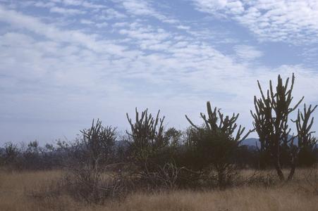 Lemaireocereus cartwrightianus cacti, southeast of Salinas