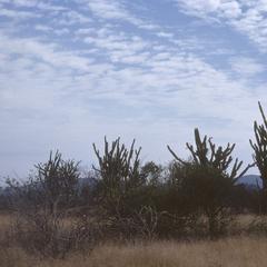 Lemaireocereus cartwrightianus cacti, southeast of Salinas