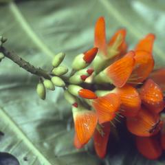 Erythrina species, Río Palenque Biological Station