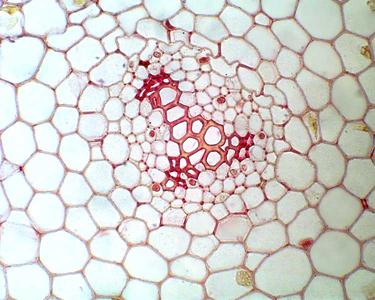 Cross section of stem showing protostele of Psilotum