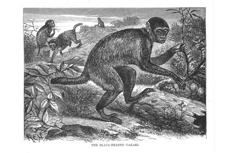The Black-Headed Uakari