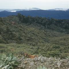 Cerro de la Muerte