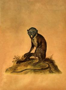 Seated Lesser Spot-Nosed Guenon Print