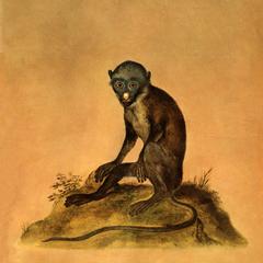 Seated Lesser Spot-Nosed Guenon Print