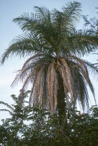 Acrocomia vinifera palm, Guanacaste