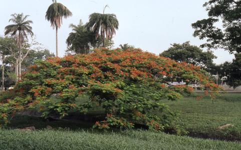 Flowers on Obafemi Awolowo University campus