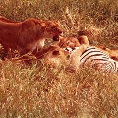 Eight Lions at Zebra Kill in Ngorongoro Crater