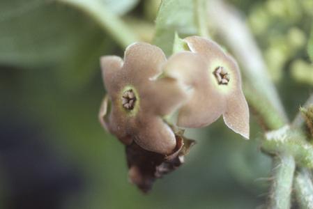 Matelea, a milkweed relative, north of León
