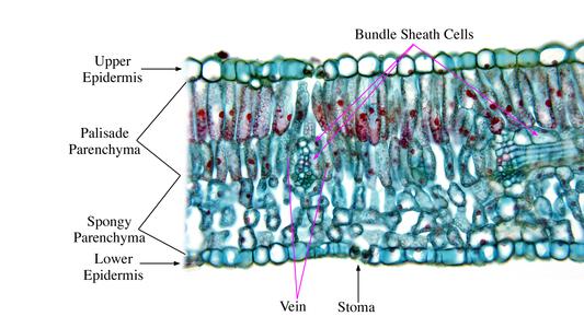 Labeled cross section of a lilac leaf