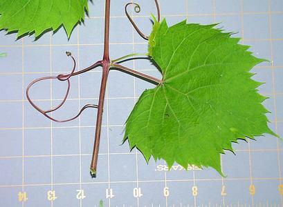 Leaf and tendril of Vitis riparia