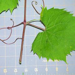 Leaf and tendril of Vitis riparia