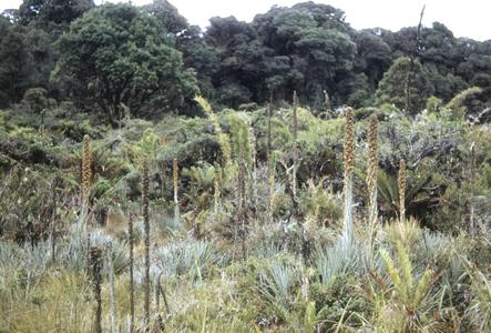 Puya-Lomaria bog in cloud forest