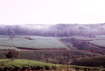Tea Plantation in Kigezi District