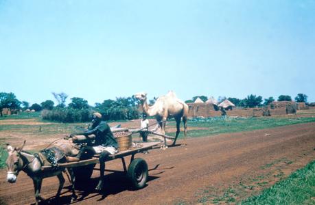 Donkey Cart and Camel Near Dogon Village