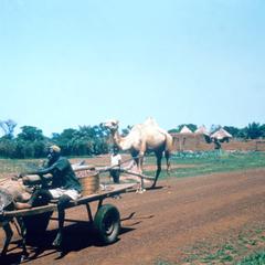 Donkey Cart and Camel Near Dogon Village