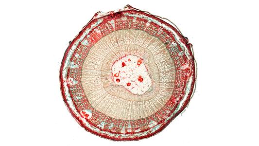 Cross section of a two-year old Tilia stem