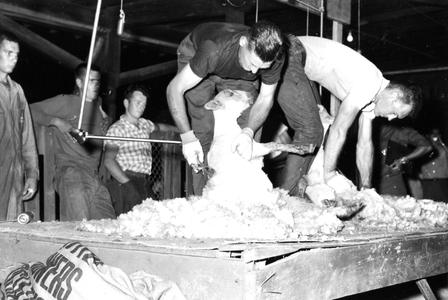 State sheep shearing contest